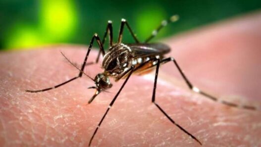 Dengue in lucknow