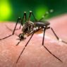 Dengue in lucknow