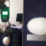 heaviest egg