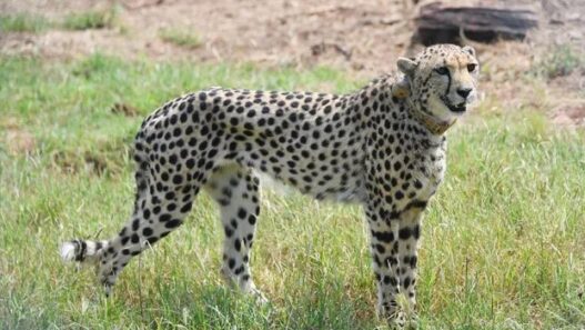 कुनो नेशनल पार्क