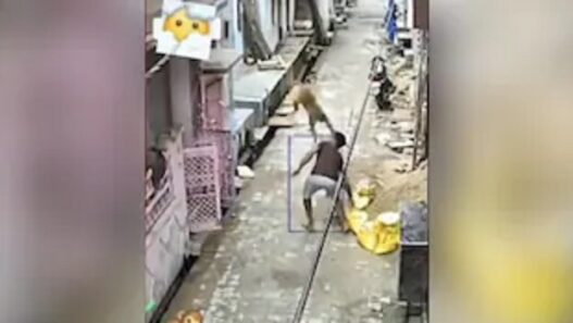monkey