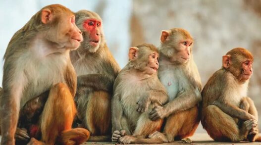 monkeys