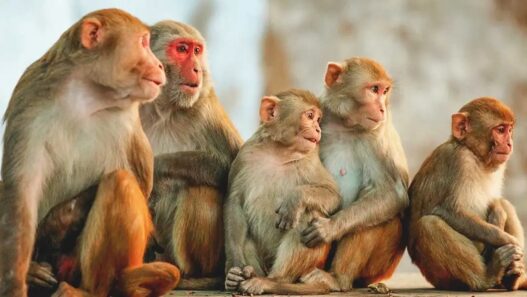 monkeys