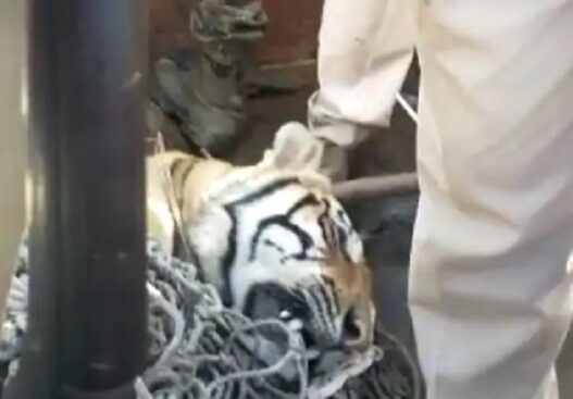 आदमखोर