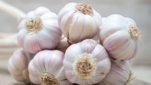 Garlic
