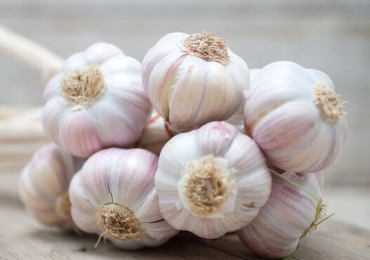 Garlic