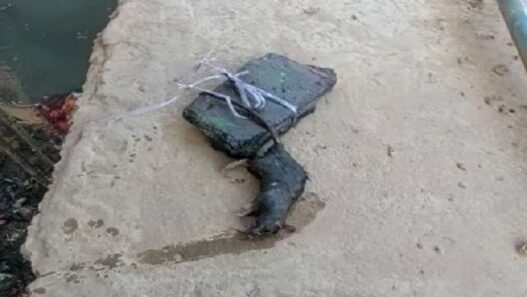Rat postmortem done in Badaun