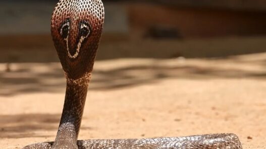 cobra snake in bed