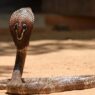 cobra snake in bed