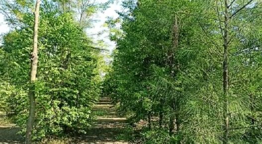 sandalwood farming in Bijnor