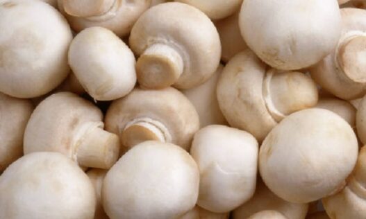 Mushroom soup