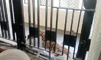 Leopard enters Ghaziabad court, injures two people; commotion