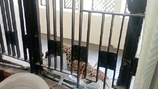 Leopard enters Ghaziabad court, injures two people; commotion