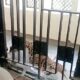 Leopard enters Ghaziabad court, injures two people; commotion