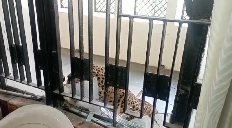 Leopard enters Ghaziabad court, injures two people; commotion