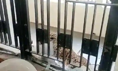 Leopard seen again in Ghaziabad court