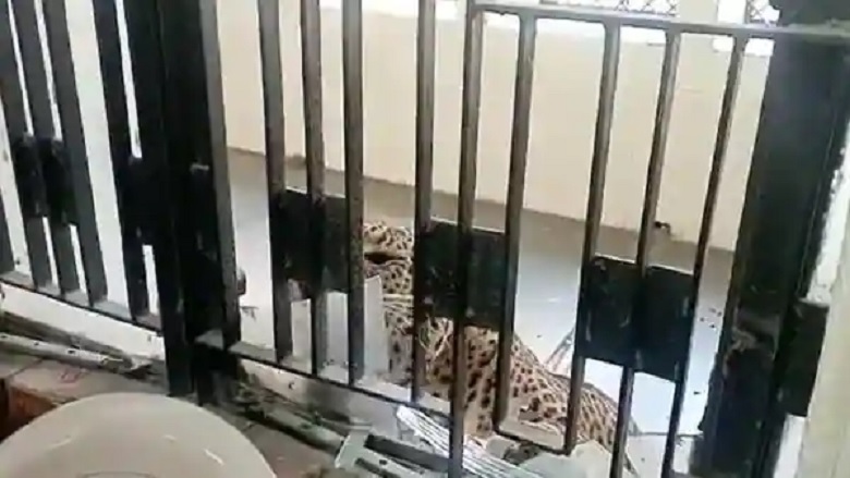 Leopard seen again in Ghaziabad court