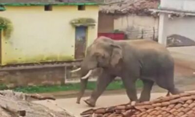 Mad elephant crushed three people in Gorakhpur during Yagy