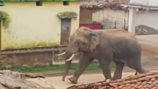 Mad elephant crushed three people in Gorakhpur during Yagy