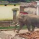 Mad elephant crushed three people in Gorakhpur during Yagy