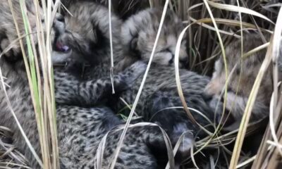 Four Cheetah cubs born in Kuno