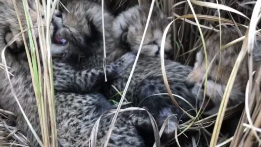 Four Cheetah cubs born in Kuno
