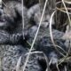 Four Cheetah cubs born in Kuno