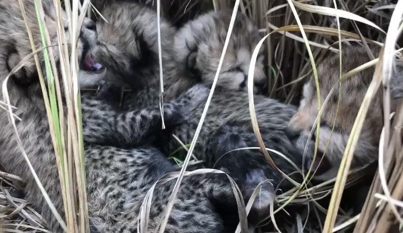 Four Cheetah cubs born in Kuno