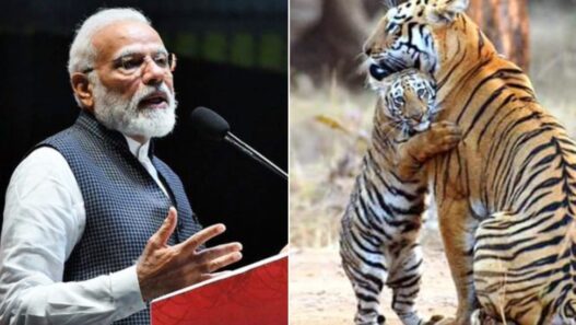 India saved the tiger says PM Modi