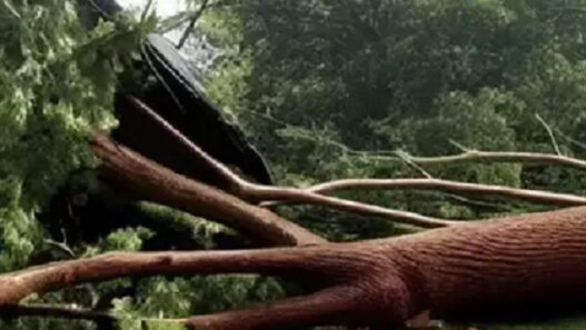 Tree fell on tin shed in Akola