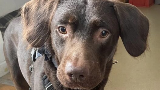 alcoholic dog coco in britain