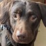 alcoholic dog coco in britain