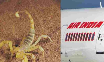 Scorpion bites passenger on Air India flight