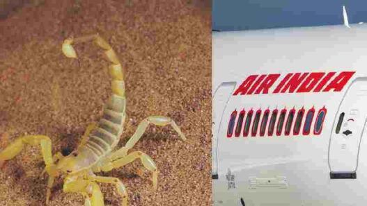 Scorpion bites passenger on Air India flight