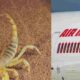 Scorpion bites passenger on Air India flight