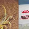 Scorpion bites passenger on Air India flight