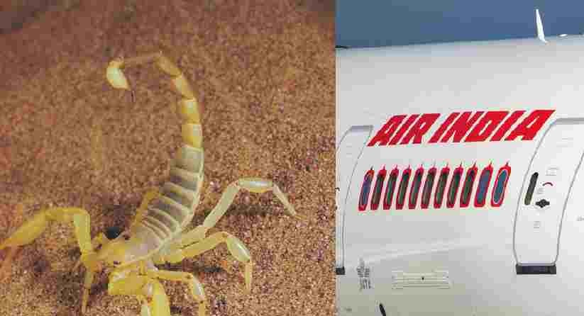 Scorpion bites passenger on Air India flight