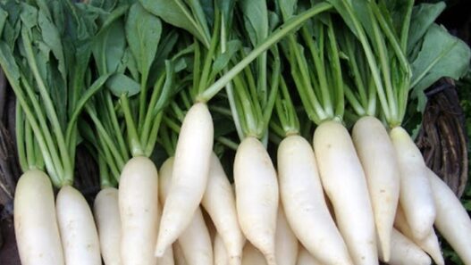 benefits of eating radish daily in summer