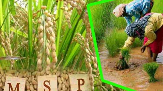 Modi government big gift to farmers, increase in MSP of many crops including paddy