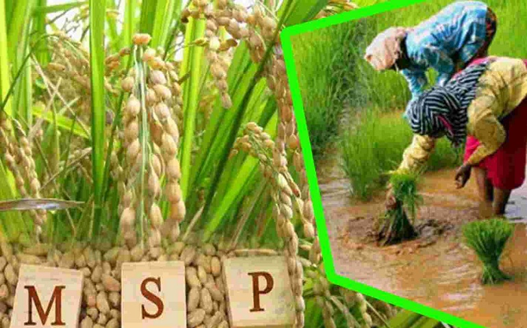 Modi government big gift to farmers, increase in MSP of many crops including paddy