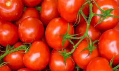 Dabangs became 'red' on tomatoes in Prayagraj