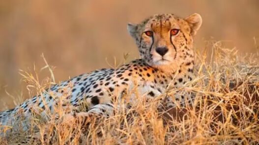 Another cheetah died in Kuno National Park in MP