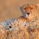 Another cheetah died in Kuno National Park in MP