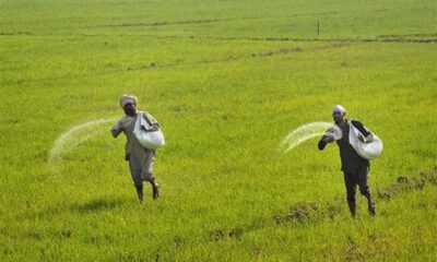 Central Government Cabinet Decision Fertilizer subsidy