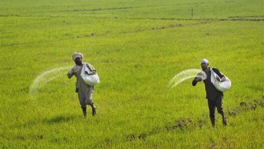 Central Government Cabinet Decision Fertilizer subsidy