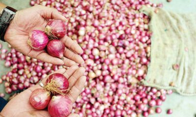 onion price