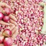 onion price