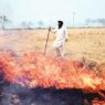 Haryana government is hiding incidents of stubble burning AAP alleges BJP