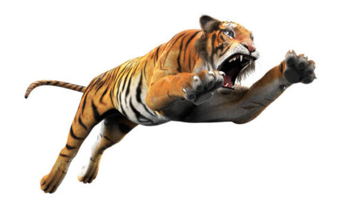tiger-attack