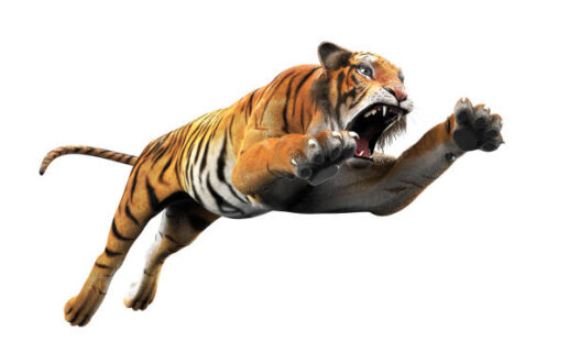 tiger-attack
